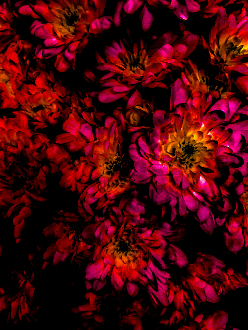 Chrysanthemum Fuschia Red